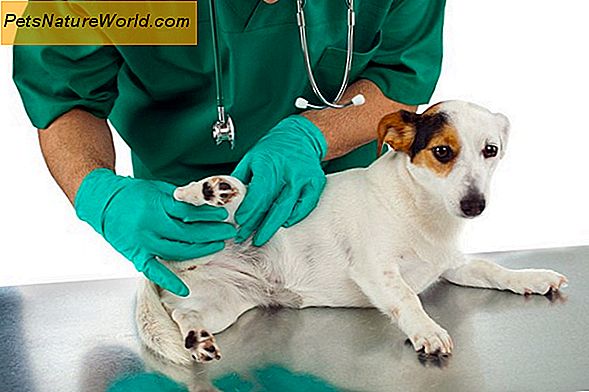Dog Glucosamin Behandler
