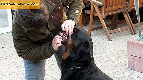 Hundeerbrechen und Durchfall