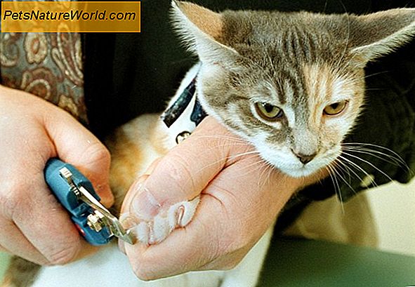 Declawing Nebezpečí: případ proti odstranění kočičích dráp