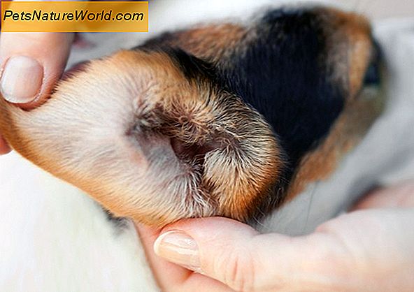 Dog Ear Mites Olivenolje Treatment