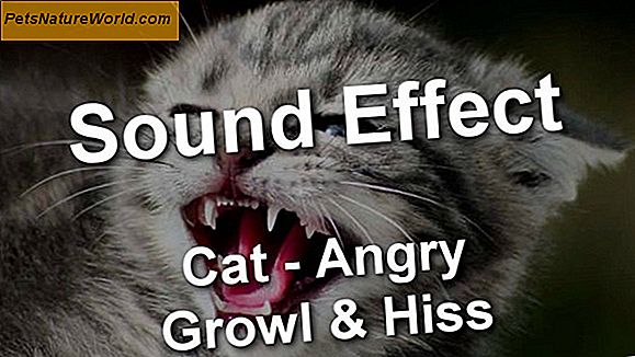 Cat Noises Forklart