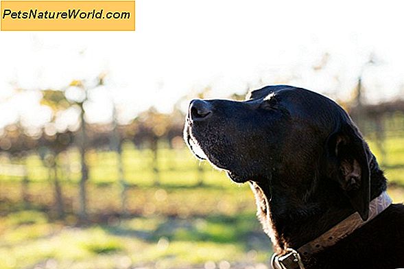 Excel Deter Coprophagia Behandling for hunde