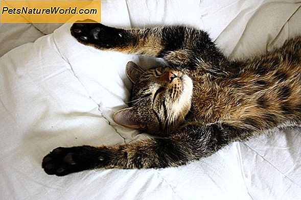 Lethargic Cat Symptomer