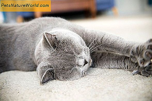 Hvorfor sover katte så meget?