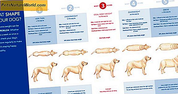Suggerimenti per l'esercizio dell'animale domestico per la gestione del peso