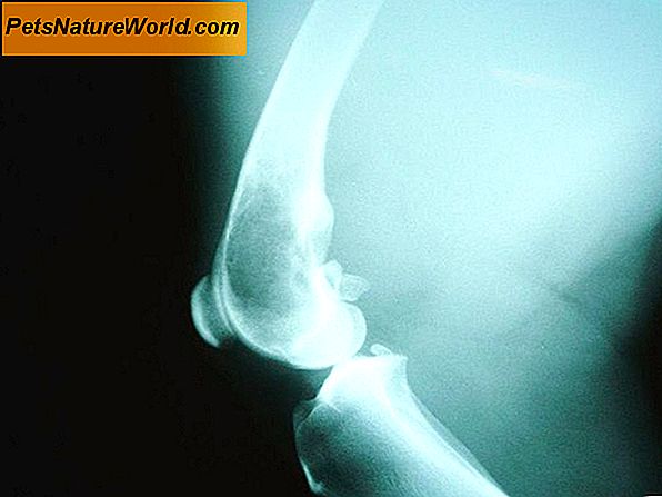 Canine osteosarcoma: Den mest almindelige knoglesygdom