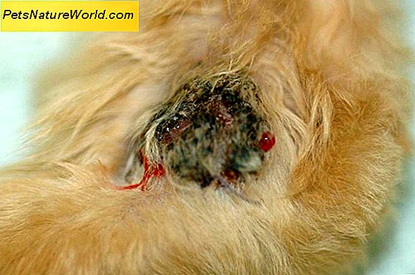 Canine Skin Melanoma