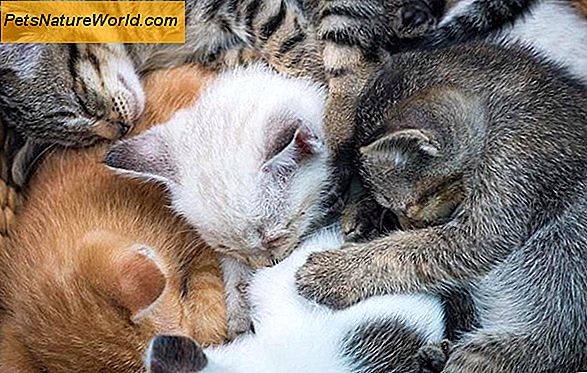 Diagnostizieren Harnwegsinfektion bei Katzen mit einer Zystozentese