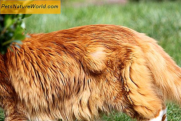 Feline Cheyletielosis: Vandrende flass i katter