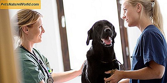 Kirurgisk behandling af leverenes lever hos hunde