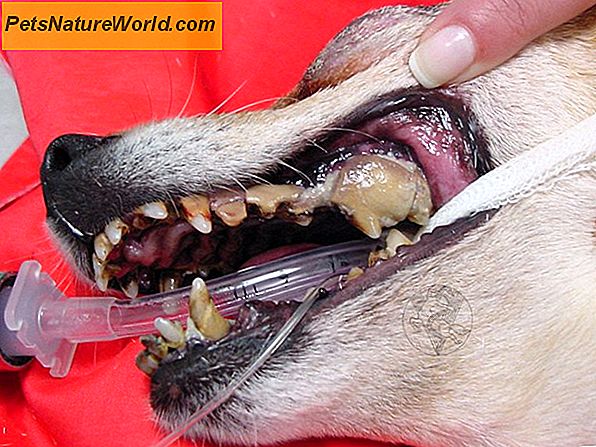 Hunde-Parodontitis (Zahnfleischerkrankungen)