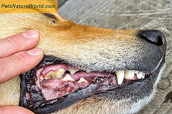 Dental tandsten i hunde