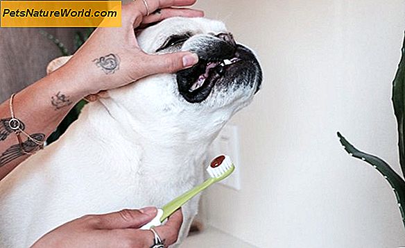 Dog Dental Tips til en sund mund