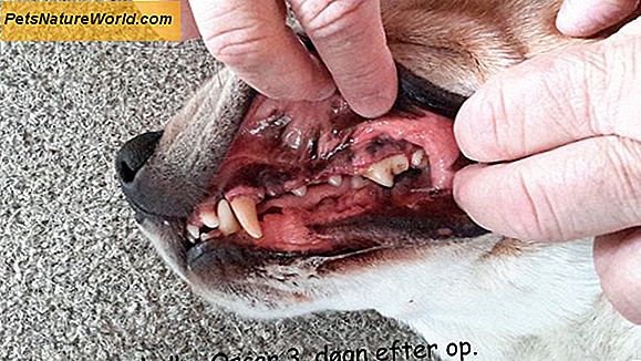 Hævede tandkød i hunde