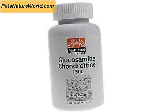 De 5 former for glucosamin og chondroitin til hunde