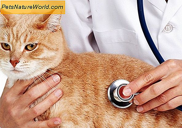 Cat Food Allergy Diagnose