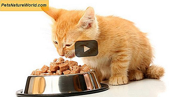 Katzenfutter-Vergiftungssymptome