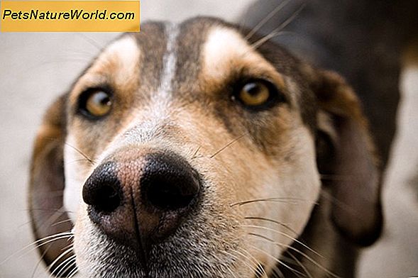 Hundens ejervejledning til forebyggelse af loppebid på mennesker
