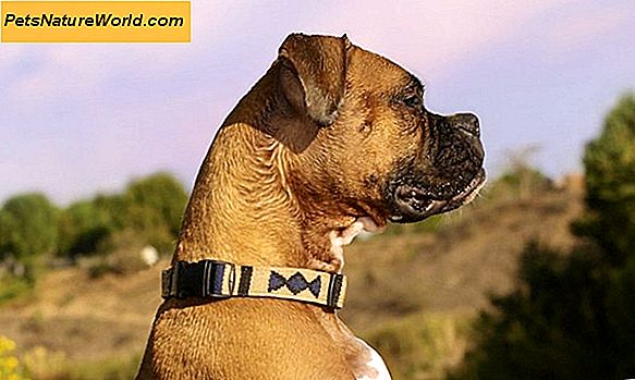 Holistisk hund behandlar