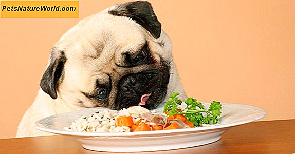 Pet Food Zutaten zu vermeiden