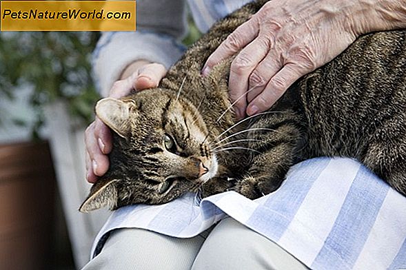 Senior katt supplerer