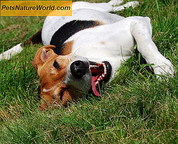 Vegetarisk hund behandler: Fordele og ulemper