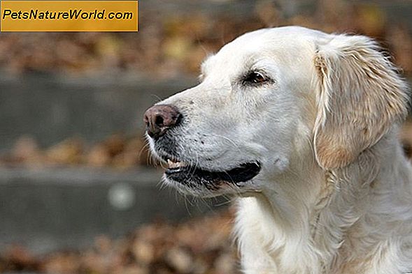 Canine IBS: Reizdarmsyndrom bei Hunden