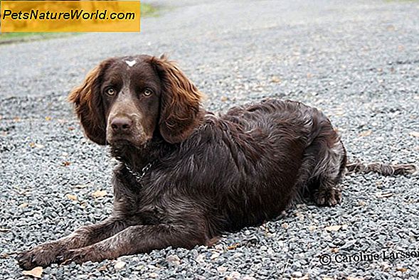 Hundekrankheit: Den Schweregrad identifizieren