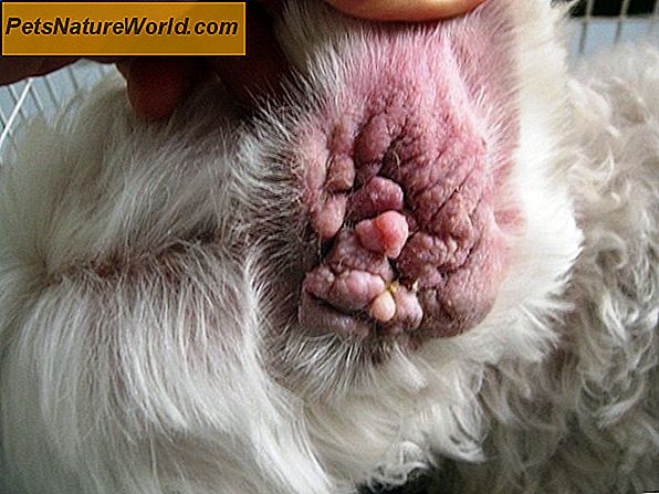Canine Ear Infection (Otitis External) FAQ