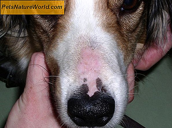 Canine Ear Protection vor Parasiten