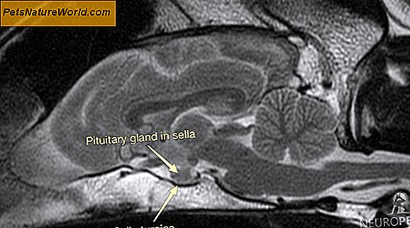 Feline Vestibular Disease