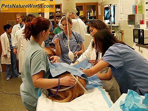 Emergency Veterinary Medicine: En kort oversigt