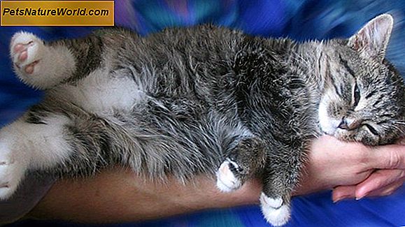 Er din kat forgiftet? 9 Cat Forgiftning Symptomer