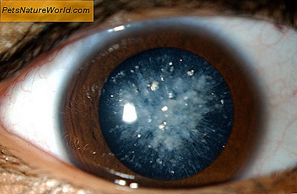 Canine Cataract Behandling med N-Acetyl-Carnosin Eye Drops (Can-C)