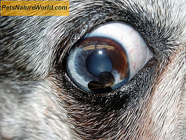 Canine Glaucoma behandling med kryokirurgi