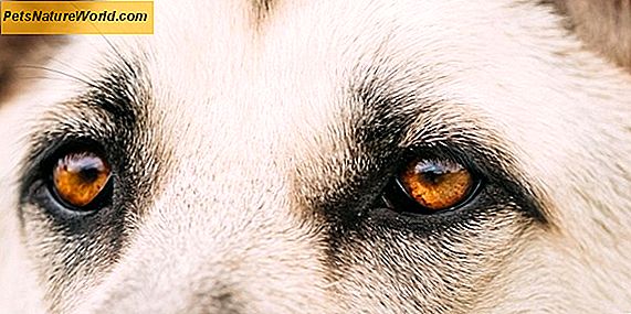 Behandlung trockener Hundefusspolster