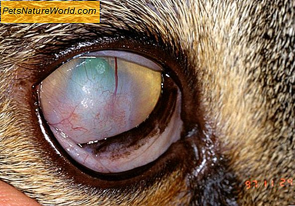 Feline Herpes Eye Infektion