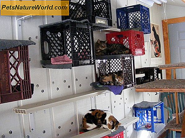 Cat Crate mokymas 4 žingsniais