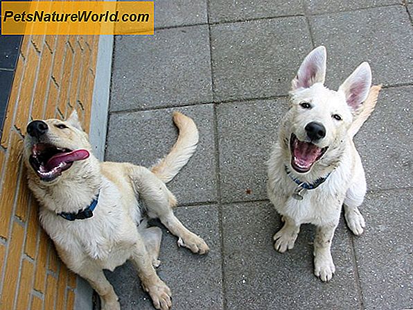 Brug af Clomipramin til hunde til behandling af separationsangst