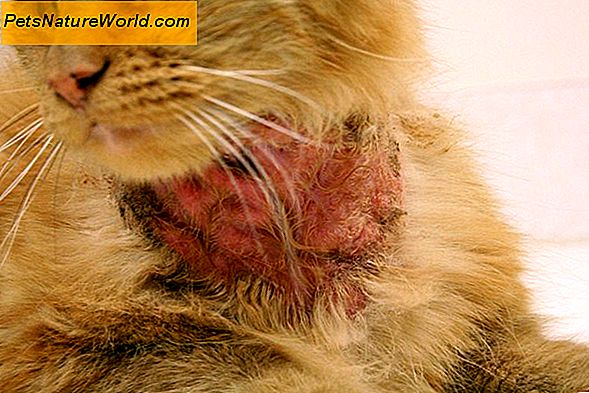 Cat Flea Allergi behandling med Capstar
