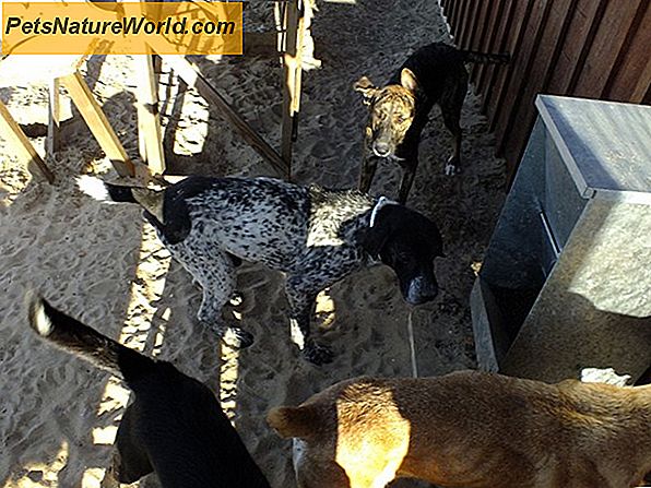 Wie funktionieren Hundeflohhalsbänder im Vergleich zu anderen Flohbekämpfungsprodukten?