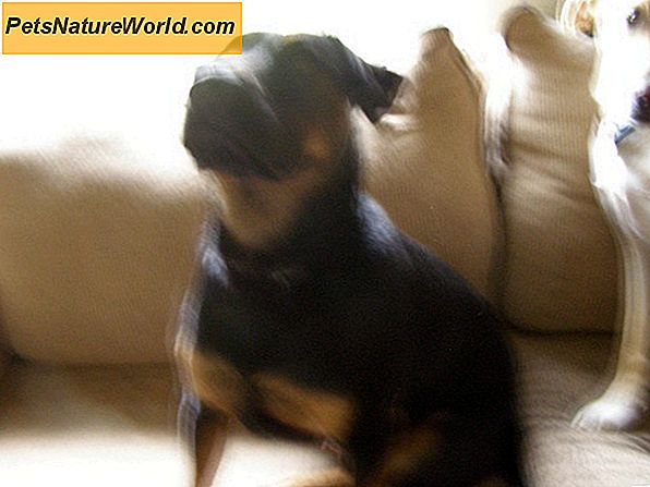 Er Advantage Flea Treatment Dogs Safe til lang sigt?
