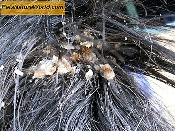 Behandling af hund Fur Fur forårsaget af parasitter
