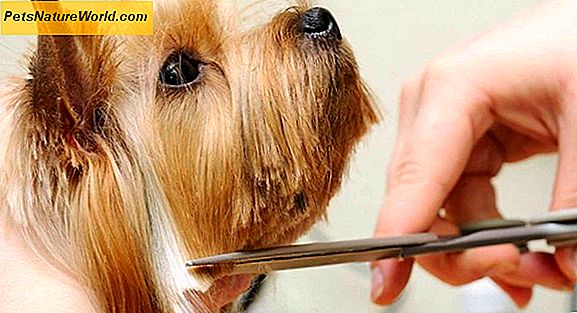 Essential Pet Grooming Værktøjer