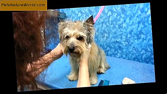 Home Grooming: Sådan skæres hundens hår