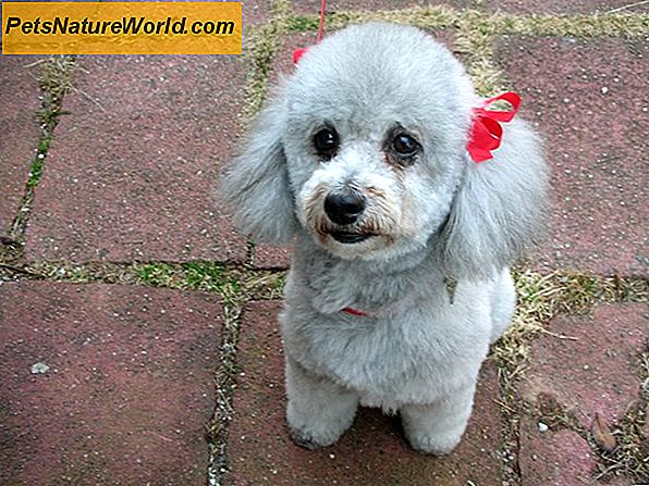 Poodle Grooming Tips
