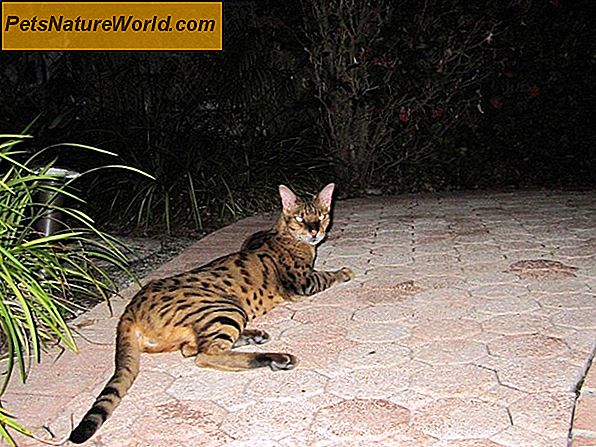 Bengal Cat Health Issues