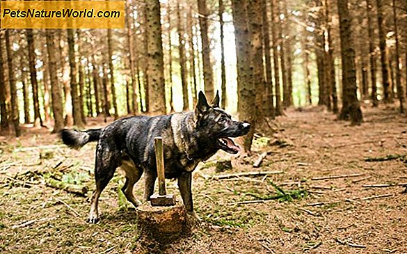 Den rene hund: Hundehygiejne Trin for trin