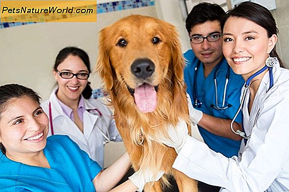 Dog Medical Insurance At Vets vil faktisk tage