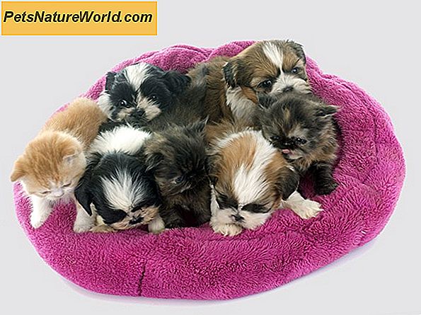Pet Health Insurance for Kittens